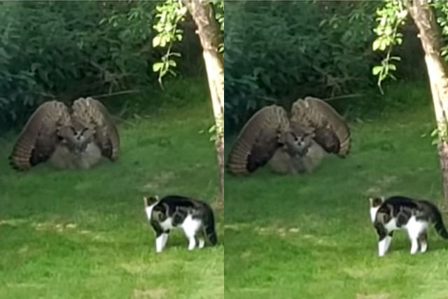 Uma coruja assustada se estufa toda para intimidar um gato da família igualmente defensivo