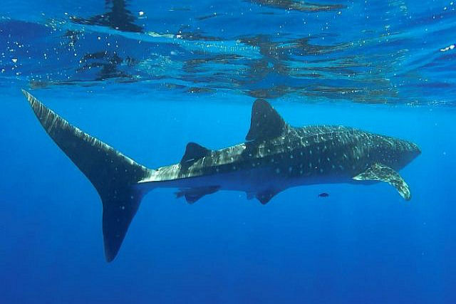 Tubarão-baleia espanta banhistas de uma praia de Israel