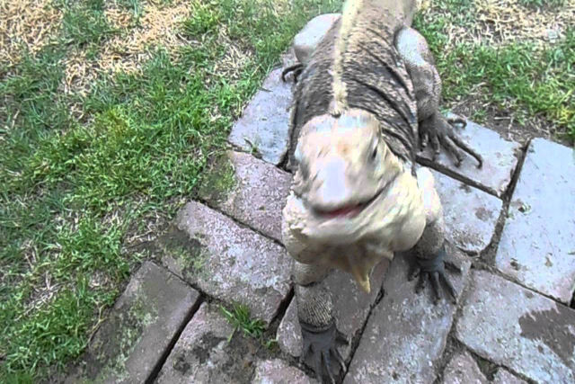 Buddy, a iguana que vem correndo como um cachorro quando seu humano a chama