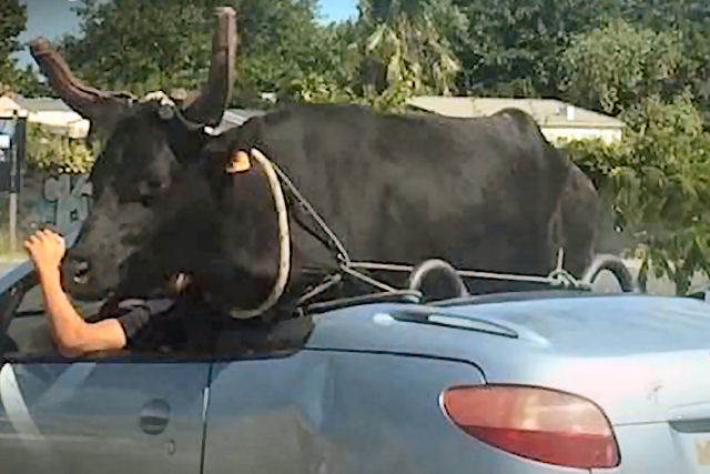 Motorista francês dá carona a um enorme touro no seu Peugeot 206
