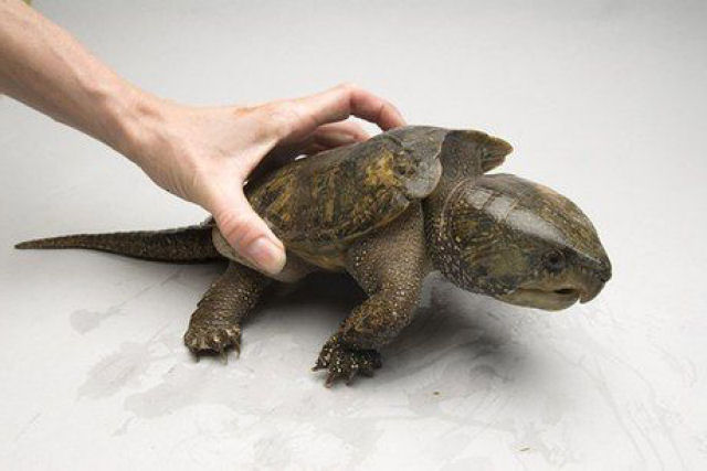 Foi encontrada na China uma rara tartaruga com 'bico aquilino' e 'rabo de jacaré'
