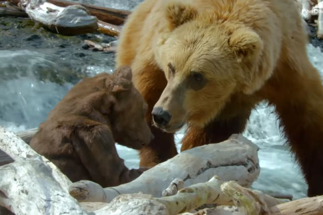 Filhote de urso-espião robótico tenta se juntar a uma família de ursos famintos para uma tarde de pesca
