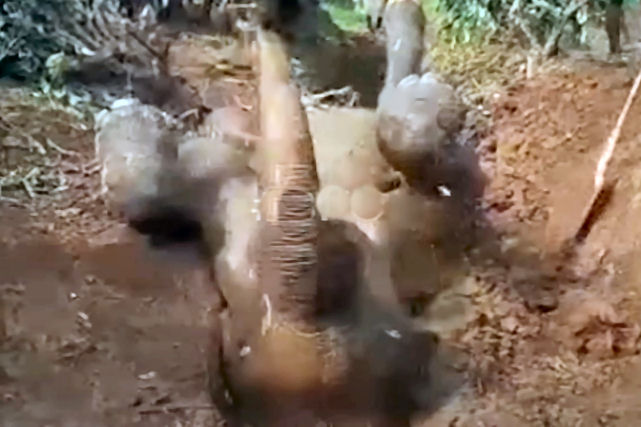 Multidão ajuda a resgatar um elefante que caiu de costas em um fosso na Índia