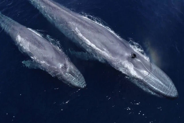 Esta gravação à vista de drone de baleias azuis é surpreendente