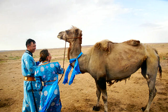 Camelo 'rebelde' foge e se lança em uma odisseia de 100 quilômetros para voltar à casa de seu antigo dono