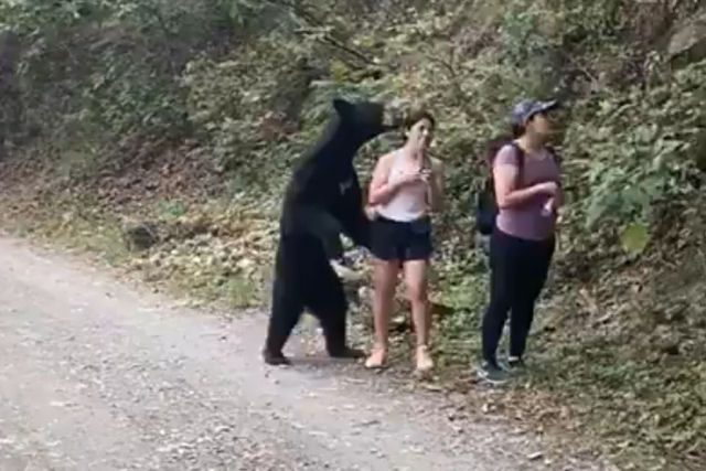 Um urso negro 'abraça' uma mexicana, mas esta mantém a calma e até consegue fazer uma selfie