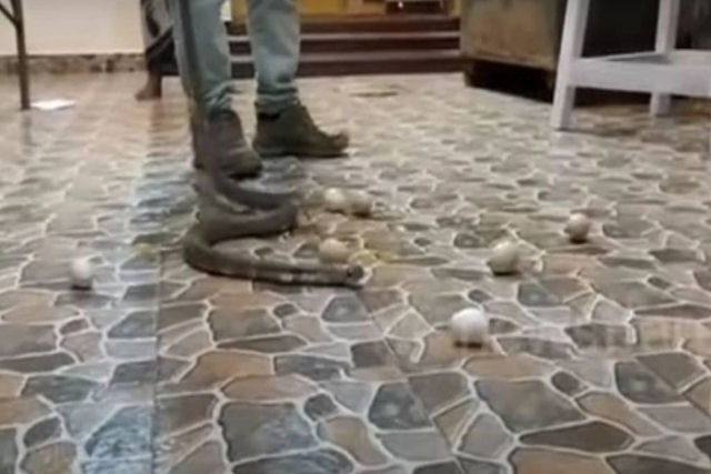 Uma cobra regurgita 7 ovos de galinha depois de ser encontrada em uma casa na Índia