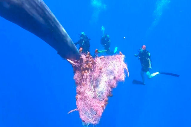 Mergulhadores lutam para liberar uma baleia-cachalote preso em uma rede de pesca em frente à costa da Itália
