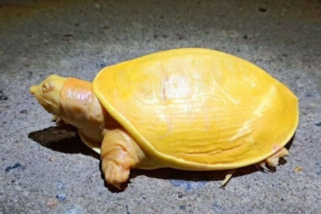 Encontram uma rara tartaruga completamente amarela, na Índia