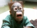 Veterinária denuncia abusos sexuais contra orangotangos na Ásia