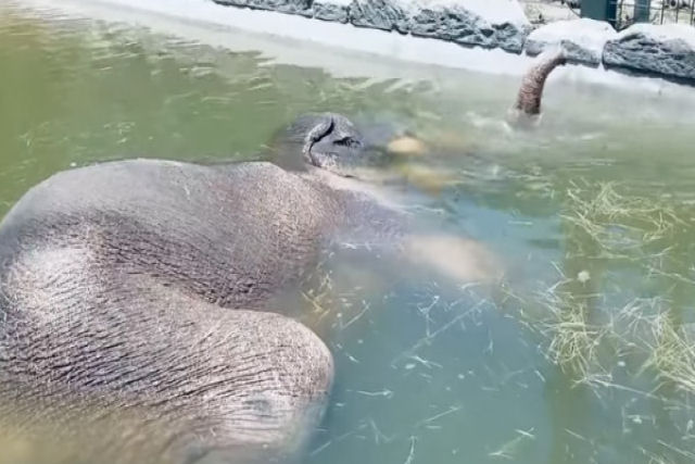Elefante tira uma soneca subaquática enquanto usa sua tromba como snorkel