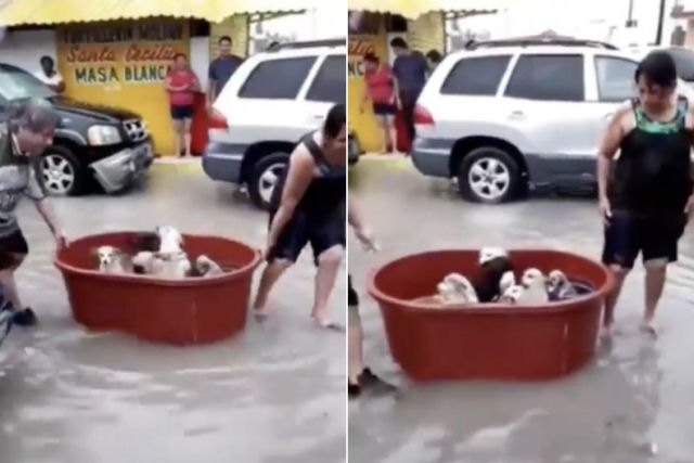 Casal mexicano resgata cães nas ruas inundadas e se torna viral