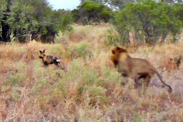Cão selvagem consegue escapar de vários leões se fingindo de morto