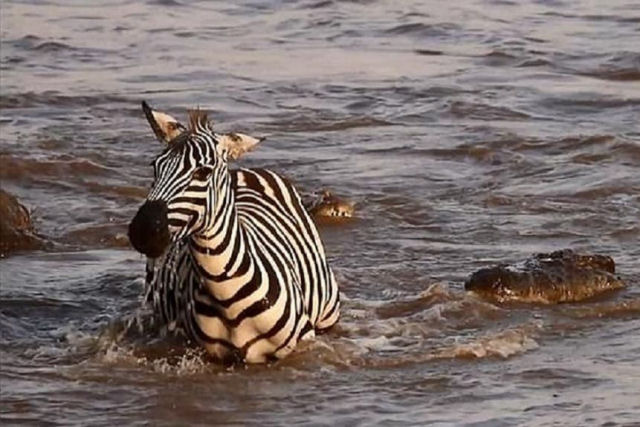 Uma zebra consegue escapar de dois crocodilos quando tudo parecia perdido