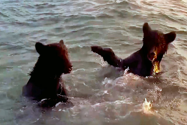 Russo registra o momento em que dois ursinhos-pardos desfrutam do mar se banhando e brincando
