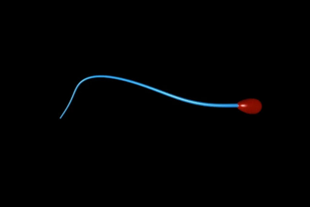 Estudo mostra como realmente os espermatozoides 'nadam'