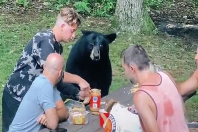 Urso-negro amigável se senta a mesa de uma família americana durante um piquenique