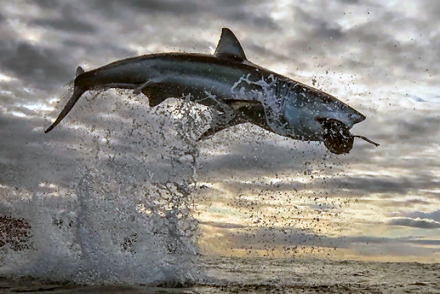 Especialista registra o salto mais extraordinário já realizado por um tubarão-branco