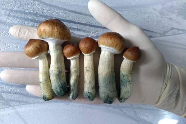 Canadá concedeu a 4 pacientes terminais com câncer o direito de usar cogumelos mágicos
