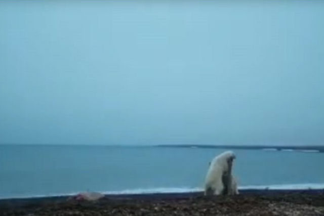 Dois ursos polares se enfrentam por um carcaça que a maré levou à orla de um parque nacional russo