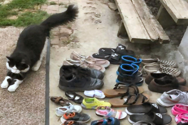 Gato assaltante tem fetiche por sapatos