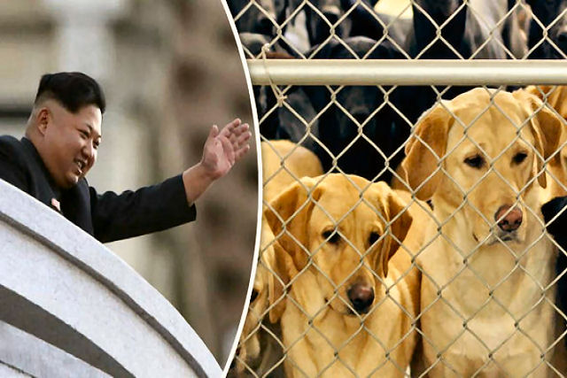 Kim Jong-un ordena que norte-coreanos entreguem seus cães de estimação para que possam ser comidos