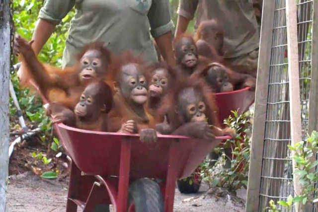 Bebês de orangotango pegam carona de volta ao berçário em carrinhos de mão