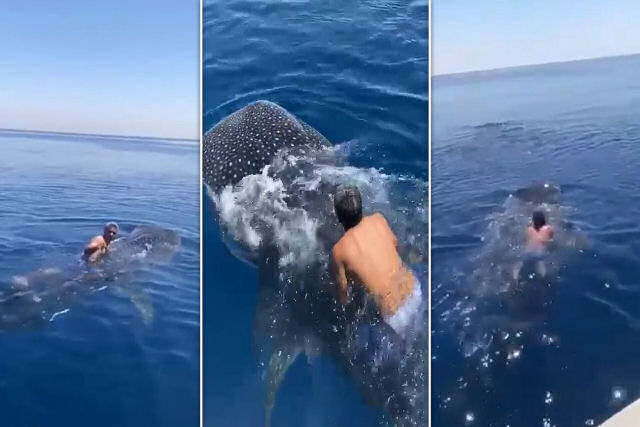 Saudita 'cavalga' tubarão-baleia agarrando-se a sua barbatana dorsal