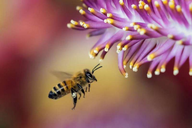 Esta abelha mutante rara é tanto masculina quanto feminina