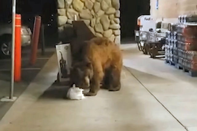 Urso entra em um supermercado e rouba um saco de salgadinhos, na Califórnia