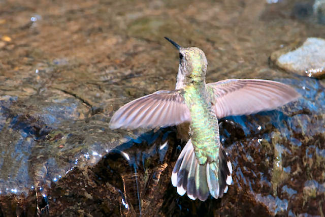 Cientistas descobrem como os colibris conseguem atravessar cachoeiras