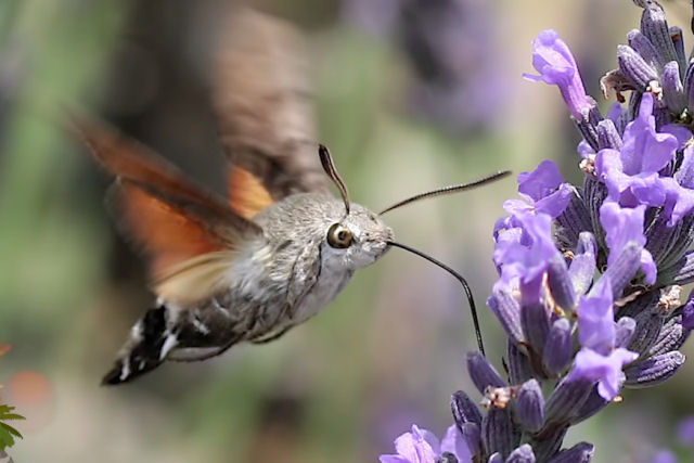 A incrível variedade de mariposas excepcionalmente belas