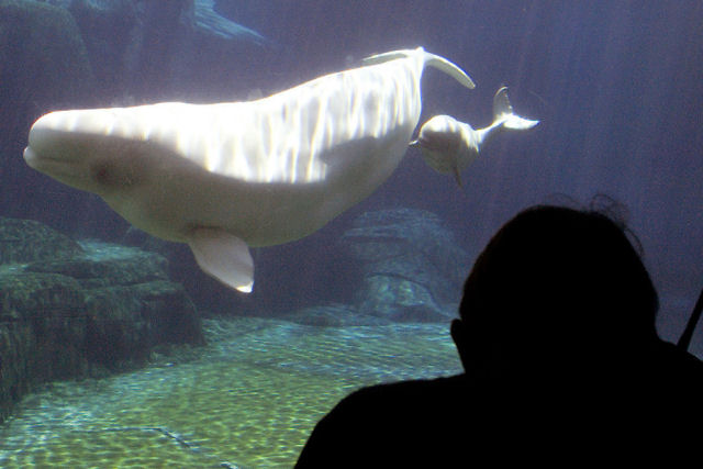 Vídeo mostra o momento do nascimento de uma cria de beluga 
