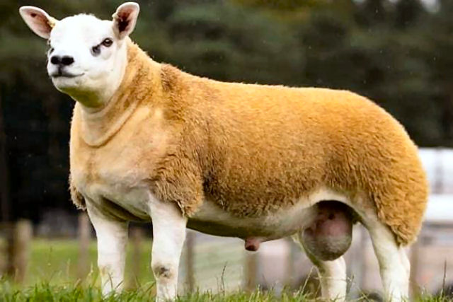 Vendem em um leilão uma ovelha por um preço recorde de 2,7 milhões de reais