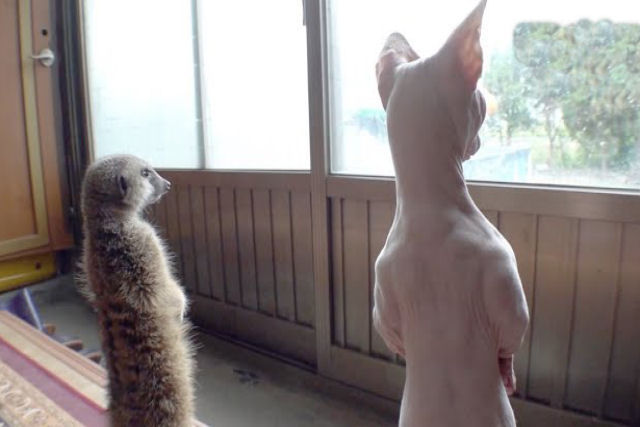 Este suricato divide a casa com 2 cães, 1 gato e seus humanos