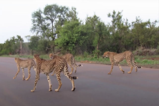 Leoa rouba a presa de cinco guepardos que acabavam de caçar