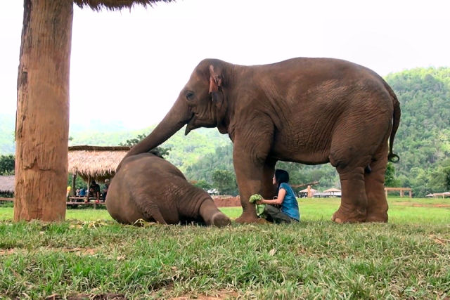 O momento incrível em que cuidadora canta uma canção de ninar para dois elefantes em santuário