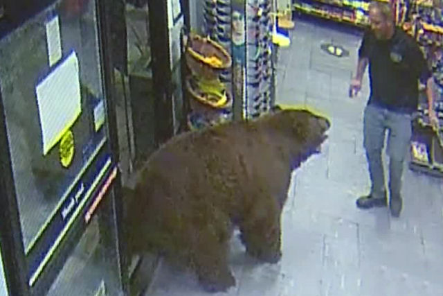 Ursos-pardos invadem duas lojas na Califórnia para comer doces