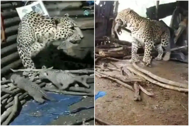 Mamãe leopardo que deu a luz dentro de uma cabana na Índia leva suas crias à selva