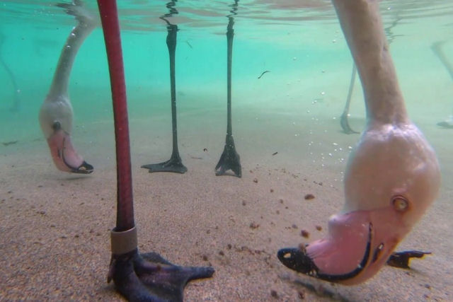 Imagens subaquáticas esquisitamente fascinantes de flamingos se alimentando
