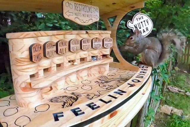 Youtuber constrói um comedouro para esquilos com 7 variedades de frutos secos