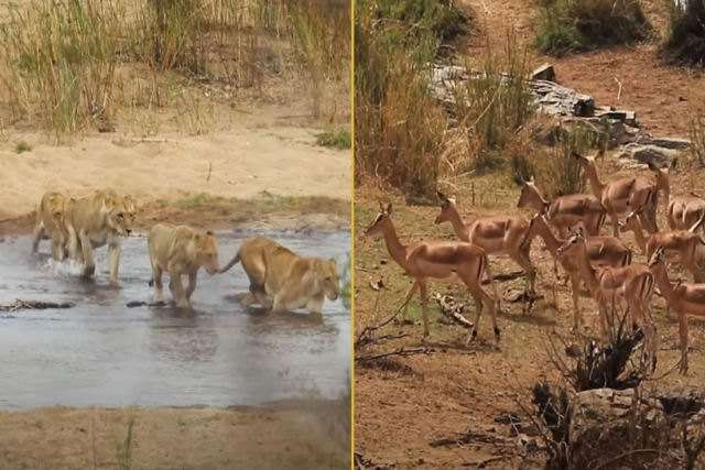 O momento em que várias leoas armam uma emboscada a um grupo de antílopes