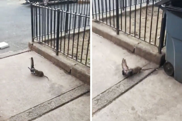 Viraliza um vídeo do ataque de uma ratazana a uma pomba nas ruas de Nova York