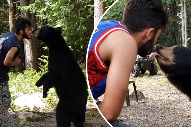 Jovem alimenta um urso selvagem de sua boca