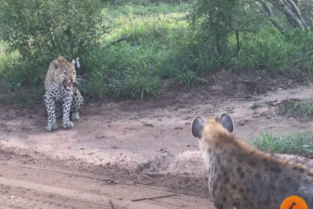 Hiena dá um susto em um leopardo se aproximando discretamente por trás
