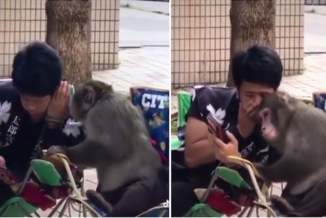 Macaco persistente bate no ombro do homem sentado ao seu lado para compartilhar um segredo