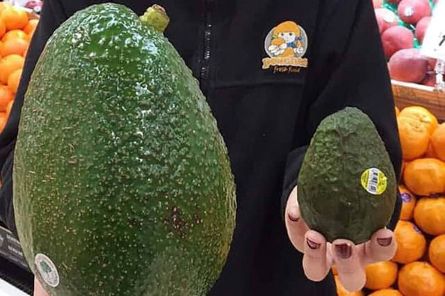 Avozilla, o monstruoso abacate que pesa mais de um quilo e custa mais de 90 reais a unidade