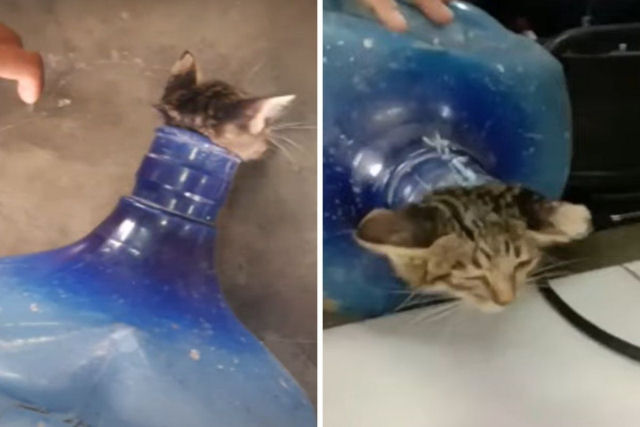 O resgate bem-sucedido de um gatinho com a cabeça enfiada no gargalo de um garrafão de água