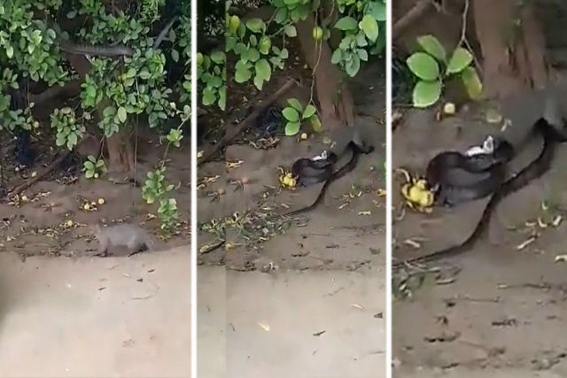 Mangusto salta para atacar uma serpente que se escondia no galho de uma árvore