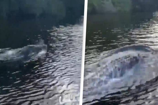 Um crocodilo surpreende nadando e se movendo na água como se fosse um golfinho